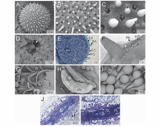 Morfolog&iacute;a y ultraestructura de los granos de polen y tricomas nectar&iacute;feros unicelulares glandulares capitados (TG) de Alcea rosea. A-C. Granos de polen (Microscop&iacute;a electr&oacute;nica de barrido-MEB). Se aprecia las espinas, b&aacute;culas, gr&aacute;nulos, poros y polenkit. D. Detalle de un poro (MEB). Se observan los microgr&aacute;nulos y las foveolas. E. Secci&oacute;n trasversal del grano de polen (Azul de toluidina-TBO). Se indican los componentes de la esporodermis, n&uacute;cleo y almid&oacute;n en el citoplasma. F. Ultraestructura de la esporodermis en secci&oacute;n trasversal (Microscop&iacute;a electr&oacute;nica de transmisi&oacute;n-MET). G. Detalle del andr&oacute;foro (MEB). Se aprecian los filamentos estaminales y las anteras. H-I Detalles de los filamentos estaminales (MEB). Se observan abundantes tricomas nectar&iacute;feros unicelulares glandulares capitados. J-K. Secciones longitudinales de los filamentos de las anteras (TBO). En K detalle histol&oacute;gico de los filamentos estaminales y de los TG. AD: andr&oacute;foro; AN: anteras; BA: b&aacute;culas; CU: columelas; EN: endexina; EC: ectexina; ES: espinas; FI: filamentos estaminales; FL: floema; FV: fov&eacute;olas; GA: gr&aacute;nulos de almid&oacute;n; GR: gr&aacute;nulos; EX: exina; IN: intina; MG: microgr&aacute;nulos; NU: n&uacute;cleo; PK: polenkit; PN: polen; PO: poros; TC: t&eacute;ctum; TG: tricomas nectar&iacute;feros unicelulares glandulares capitados; XL: xilema. Fig. 2. Morphology and ultrastructure of pollen grains and capitate glandular unicellular nectariferous trichomes (TG) of Alcea rosea. A-C. Pollen grains (Scanning electron microscopy-SEM). Spines, bacula, granules, pores and pollenkit are appreciated. D. Detail of a pore (SEM). Microgranules and foveolae are observed. E. Cross section of pollen grain (toluidine blue-TBO). Components of the sporodermis, nucleus and starch in the cytoplasm are indicated. F. Ultrastructure of the sporodermis in cross section (Transmission electron microscopy-MET). G. Detail of the androphore (SEM). Stems filaments and anthers are appreciated. H-I. Stamen filaments details (SEM). Capitate glandular unicellular nectariferous trichomes are abundant. J-K. Longitudinal sections of stems filaments (TBO). In K histological detail of stems filaments and TG. AD: androphore; AN: anthers; BA: bacula; CU: columellae; EN: endexine; EC: ektexine; ES: spines; FI: stamen filaments; FL: phloem; FV: foveolae; GA: starch granules; GR: granules; EX: exine; IN: intine; MG: microgranules; NU: nucleus; PK: pollenkit; PN: pollen; PO: pores; TC: tectum; TG: capitate glandular unicellular nectariferous trichomes; XL: xylem.