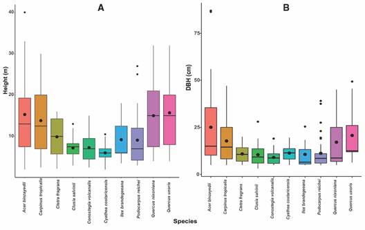 Box and whisker plots representing quartiles for A. Height and B. DBH of the species with Importance Index Values > 70 %.