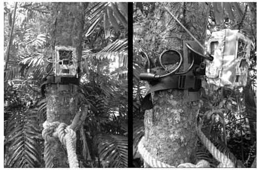 Front and side view of the PC800 Hyperfire Professional Semi-Covert Camera trap mounted above a rope bridge.