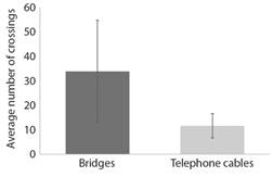 There was no significant difference in the average number of road crossings (+ SE) that occurred via the bridges or telephone cables (P = 0.3).