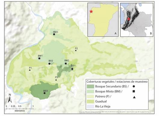 Zona de estudio (hacienda &ldquo;El Ocaso&rdquo;, &aacute;rea coloreada en tonos de verde del mapa grande) y ubicaci&oacute;n de los nueve sitios donde se muestrearon los escarabajos copr&oacute;fagos y sus funciones en tres tipos de cobertura vegetal: bosque secundario (BS, c&iacute;rculos), bosque mixto (BM, cuadrados) y potreros (P, tri&aacute;ngulos). 
							A. Ubicaci&oacute;n de la hacienda &ldquo;El Ocaso&rdquo; en el departamento del Quind&iacute;o. 
							B. Ubicaci&oacute;n del departamento del Quind&iacute;o en Colombia. / 
							Fig. 1. Study area (farm &ldquo;El Ocaso&rdquo;, are colored in shades of green on the large map) and location of the nine sites where the dung beetles and their functions were sampled in three types of vegetation cover: secondary forest (BS, circles), mixed forest (BM, squares) and cattle pasture (P, triangles). 
							A. Location of the farm &ldquo;El Ocaso&rdquo; in the Quind&iacute;o Department. 
							B. Location of the Quind&iacute;o department in Colombia.
						