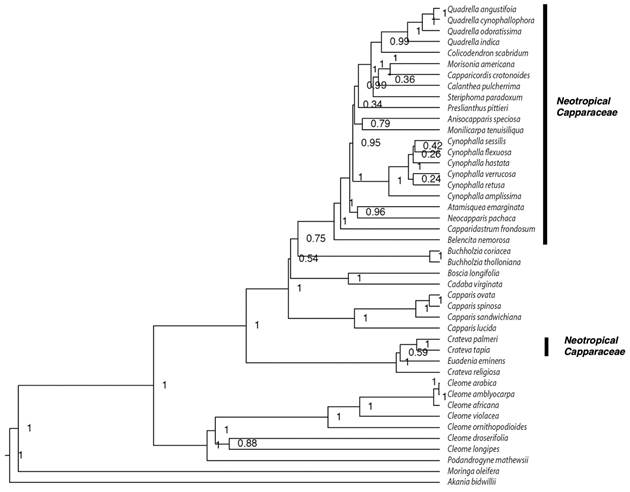 Bayesian maximum clade credibility phylogenetic tree for Capparaceae based from cpDNA (ndhF, matK, rbcL) and mtDNA (rps3) sequence data. Bayesian posterior probabilities (PP) values are indicated next to the nodes.