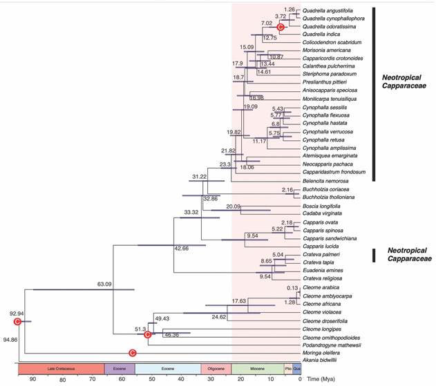 Time calibrated bayesian maximum clade credibility phylogenetic tree for Capparaceae based from cpDNA (ndhF, matK, rbcL) and mtDNA (rps3) sequence data and five fossil calibrations. The values to the right of each node, indicate mean divergence times with the bar representing the 95 % highest posterior density intervals. The red nodes (C) represent the fossil (primary) and secondary calibrated nodes. 