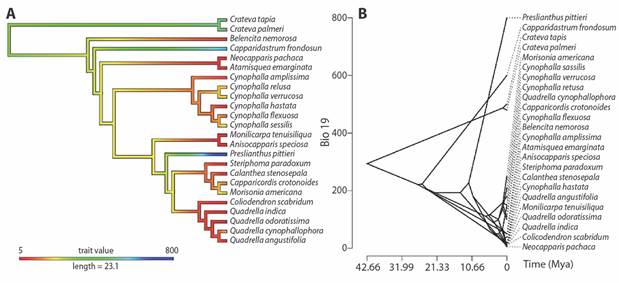 Ancestral reconstructions for precipitation of coldest quarter, BIO19. A. Ancestral character reconstructions. Colours of branches reflect values of climatic variables scores estimated by maximum likelihood on the MCCT. B. Ancestral state reconstructions. X-axis represents divergence times (Mya) and the y-axis represents the reconstructed mean character values.