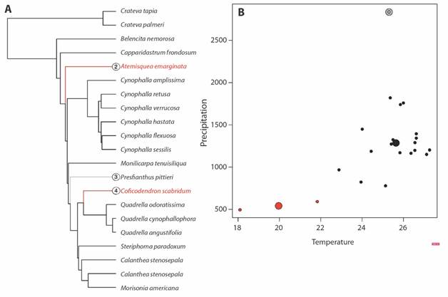 Convergent evolution of climatic niche in Neotropical Capparaceae using a SURFACE approach. A. Calibrated phylogeny for Neotropical Capparaceae species with climatic niche data and adaptive regimes identified. Coloured branches represent convergent adaptive peaks (or climate regimes) and grey or black branches represent non-convergent regimes. B. Climatic space occupied by species analyzed, large points represent the same convergent adaptive regimes identified in the phylogeny and small points represent the species that have evolved around these adaptive optima. Red points represent convergent regimes toward dry forest, while grey point to humid forest.
