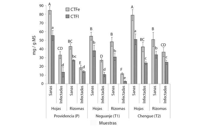 Contenidos totales de fenoles y flavonoides de material vegetal de T. testudinum recolectado en tres &aacute;reas de muestreo (P = Providencia, T1 = bah&iacute;a de Neguanje, T2 = bah&iacute;a de Chengue), correspondiente a hojas y rizomas en plantas sanas e infectadas. CTFe = Contenido total de fenoles, expresado como mg de fenoles equivalentes a &aacute;cido g&aacute;lico por gramo de material seco (mg EAG/g MS). CTFl = Contenido total de fenoles, expresado como mg de fenoles equivalentes a quercetina por gramo de material seco (mg EQ/g MS). Los valores de CTFe y CTFl se muestran a manera de barras, los cuales corresponden a los promedios &plusmn; desviaci&oacute;n est&aacute;ndar (N = 3). Las distintas letras en may&uacute;scula y en min&uacute;scula sobre las barras, indican diferencias estad&iacute;sticamente significativas en los valores de CTFe y CTFl, respectivamente, de acuerdo al test de Tukey (P < 0.05). / Fig. 2. Total phenol and flavonoid contents of T. testudinum plant material collected in three sampling areas (P = Providencia, T1 = Neguanje bay, T2 = Chengue bay), corresponding to leaves and rhizomes in healthy plants and infected. CTFe = Total phenol content, expressed as mg of phenols equivalent to gallic acid per gram of dry material (mg EAG / g DM). CTFl = Total phenol content, expressed as mg of phenols equivalent to quercetin per gram of dry material (mg EQ / g DM). The CTFe and CTFl values -are shown as bars, which correspond to the means &plusmn; standard deviation (N = 3). The different uppercase and lowercase letters on the bars indicate statistically significant differences in the CTFe and CTFl values, respectively, according to the Tukey test (P < 0.05).