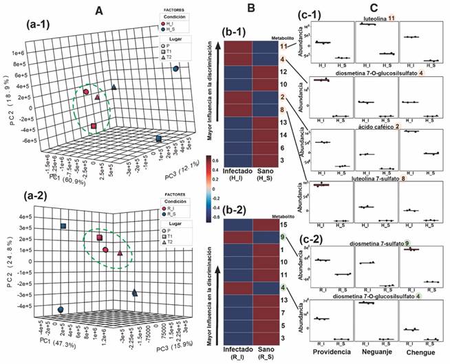 An&aacute;lisis comparativo de los perfiles de metabolitos obtenidos por LC-MS de T. testudinum recolectados en diferentes lugares [Providencia (P), bah&iacute;a de Neguanje (T1), bah&iacute;a de Chengue (T2)] y entre tejidos sanos (S) e infectados (I) de hojas y rizomas. A. Diagramas de dispersi&oacute;n en tres dimensiones (componente principal (PC1, PC2, PC3) derivado del an&aacute;lisis de componentes principales (PCA) de dos factores (&lsquo;condici&oacute;n &times; lugar&rsquo;) para A-1. hojas y A-2. rizomas. Las elipses verdes con l&iacute;neas discontinuas muestran las agrupaciones de las plantas infectadas (rojo). B. Mapas de calor clasificatorios de los diez (10) metabolitos m&aacute;s contrastantes en sus abundancias relativas (seg&uacute;n escala de color: mayor abundancia = 0.6 (vinotinto); menor abundancia = -0.6 (azul oscuro)], de acuerdo a la prueba t (a un nivel del 95 % de confianza), entre tejidos sanos (S) e infectados (I) para B-1. hojas y B-2. rizomas. La clasificaci&oacute;n en los mapas de calor est&aacute; dada en orden descendente de acuerdo a los menores valores de P y de la tasa de falsos descubrimientos (FDR). Los n&uacute;meros en negrita, al costado derecho de los mapas, corresponden a los metabolitos mejor clasificados, listados en la Tabla 3. C. Diagramas de cajas para las abundancias relativas normalizadas de los metabolitos m&aacute;s contrastantes con mayor influencia en la discriminaci&oacute;n de tejidos infectados de C-1. hojas y C-2. rizomas, diferenciando lugar y condici&oacute;n. / Fig. 4. Comparative analysis of the metabolite profiles obtained by LC-MS of T. testudinum collected in different places [Providencia (P), Neguanje bay (T1), Chengue bay (T2)] and from healthy (S) and infected (I) leaves and rhizomes tissues. A. Three-dimensional scatter diagrams (principal component (PC1, PC2, PC3) derived from principal component analysis (PCA) of two factors (&lsquo;condition &times; place&rsquo;) for A-1. leaves and A-2. rhizomes. Green ellipses with dashed lines show the clusters of infected plants (red). B. Classifying heat maps of the ten (10) most contrasting metabolites in their relative abundances (according to color scale: highest abundance = 0.6 (red wine); lower abundance = -0.6 (dark blue)], according to the t test (at a 95 % confidence level), between healthy (S) and infected (I) tissues for B-1. leaves and B-2. rhizomes. The classification in the heat maps is given in descending order according to the lowest values of P and the false discovery rate (FDR). The numbers in bold, on the right side of the maps, correspond to the best classified metabolites, listed in Table 6. C. Box plots for the relative abundances normalized of the most contrasting metabolites with the greatest influence on the discrimination of infected tissues of C-1. leaves and C-2. rhizomes, differentiating place and condition.