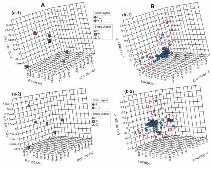An&aacute;lisis comparativo de los perfiles de metabolitos obtenidos por GC-MS de T. testudinum recolectados en diferentes lugares [Providencia (P), bah&iacute;a de Neguanje (T1), bah&iacute;a de Chengue (T2)], de tejidos sanos (S) e infectados (I) de hojas (H) y rizomas (R). A. Diagramas de dispersi&oacute;n en tres dimensiones (componente principal (PC1, PC2, PC3) derivado del an&aacute;lisis de componentes principales (PCA) de dos factores (&lsquo;condici&oacute;n &times; lugar&rsquo;) para A-1. hojas y A-2. rizomas. B. Diagramas de cargas en tres dimensiones (PC1, PC2, PC3) derivado del an&aacute;lisis de componentes principales (PCA) de dos factores (&lsquo;condici&oacute;n &times; lugar&rsquo;) para B-1. hojas y B-2. rizomas. Las elipses rojas con l&iacute;neas discontinuas muestran los metabolitos con mayor influencia en la discriminaci&oacute;n (presentados en la Tabla 4), verificados mediante an&aacute;lisis de puntajes VIP (influencia de la variable en la proyecci&oacute;n). / Fig. 5. Comparative analysis of the metabolite profiles obtained by GC-MS of T. testudinum collected in different places [Providencia (P), Neguanje bay (T1), Chengue bay (T2)], from healthy (S) and infected (I) leaves (H) and rhizomes (R) tissues. A. Three-dimensional scatter diagrams (principal component (PC1, PC2, PC3) derived from principal component analysis (PCA) of two factors (&lsquo;condition &times; location&rsquo;) for A-1. leaves and A-2. rhizomes. B. Three-dimensional load diagrams (PC1, PC2, PC3) derived from the principal component analysis (PCA) of two factors (&lsquo;condition &times; place&rsquo;) for B-1. leaves and B-2. rhizomes. The red ellipses with dashed lines show the metabolites with the greatest influence on discrimination (presented in Table 4), verified by VIP score analysis (influence of the variable on the projection).