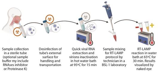 Schematic workflow of simplified COVID-19 testing combining saliva sample, quick viral RNA extraction, RT-LAMP and results visualization by in-tube colorimetry. Red biohazard symbols illustrate steps with potentially bio contagious samples, while gray biohazard symbols represent steps that no longer have contagious potential. Since the first step inside the laboratory is the sample heating to release the viral RNA extraction and inactivate the virions, and this step is performed without opening the sample container, the entire process can be carried out in a BSL-1 laboratory. Created with BioRender.