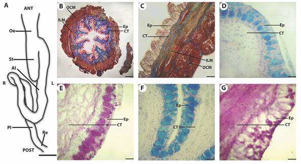 A. Drawing of the ventral view of the digestive tract. Bar = 1cm. (B. C. D. E. F. and G. Microphotographs of the oesophagus of Cichlasoma dimerus. B. Oesophagus transversal panoramic view. mMT. Bar = 200 μm. C. Longitudinal section of the oesophagus. mMT. Bar = 35 μm. D. AB positive goblet cells in the anterior oesophageal mucosa. AB pH = 2.5. Bar = 20 μm. E. PAS positive goblet cells in the anterior oesophageal mucosa. PAS. Bar = 20 μm. F. AB positive goblet cells in the posterior oesophageal mucosa. AB pH = 2.5. Bar = 20 μm. G. PAS positive goblet cells in the posterior oesophageal mucosa. PAS. Oesophagus (Oe), stomach (St), anterior intestine (AI), posterior intestine (PI), rectum (Re), anterior (ANT), posterior (POST), left (L), right (R), epithelium (Ep), connective tissue (CT), inner longitudinal muscle layer (ILM), outer circular muscle layer (OCM).