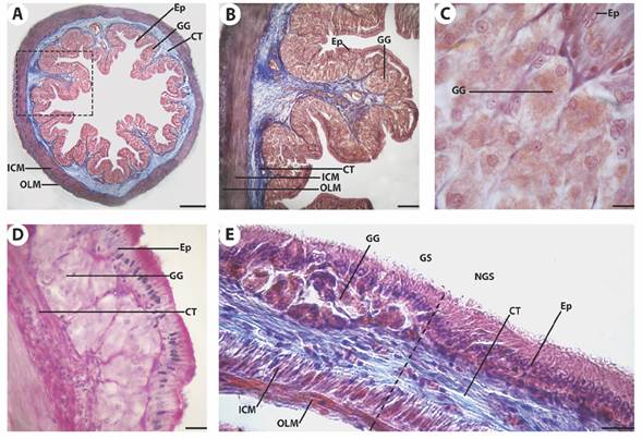 Microphotographs of the stomach of Cichlasoma dimerus. A. Stomach transversal panoramic view. mMT. Bar 260 μm. B. Enlarged image from A. mMT. Bar = 100 μm. C. Gastric glands underlying the gastric epithelium. mMT. Bar = 8 μm. D. Gastric mucosa PAS positive in the apical border. PAS Bar = 20 μm. E. Longitudinal section shows the boundaries (dotted line) between glandular and non-glandular region of the stomach given by the absence of gastric glands in the latter. mMT. Bar = 20 μm. Epithelium (Ep), connective tissue (CT), gastric glands (GG), inner circular muscle layer (ICM), outer longitudinal muscle layer (OLM), glandular stomach (GS), non-glandular stomach (NGS).