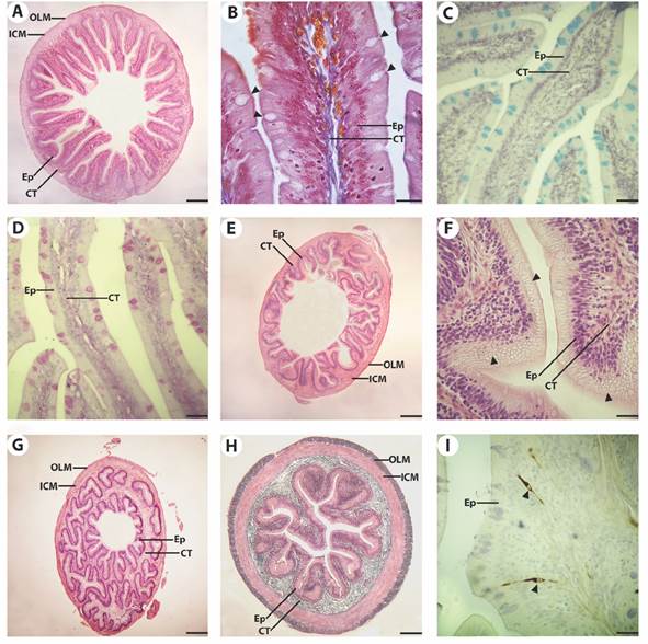 Microphotographs of the intestine of Cichlasoma dimerus. A. Anterior intestine transversal panoramic view. Mucosal folds are long, finger-like projections. H&E. Bar = 200 μm. B. Anterior intestine mucosa with enterocytes with brush border and interspersed goblet cells (arrowheads). mMT. Bar = 20 μm. C. AB positive goblet cells in the anterior intestinal mucosa. AB pH = 2.5. Bar = 30 μm. D. PAS positive goblet cells in the posterior intestinal mucosa. PAS. Bar = 30 μm. E. Overview of the posterior intestine, with shorter and fewer mucosal folds. Bar = 200 μm. F. Enterocytes of the posterior region with supranuclear vacuoles (arrowheads) in the apical cytoplasm. H&E. Bar = 20 μm. G. Transition zone between posterior intestine and rectum (ileorectal valve). H&E. Bar = 200 μm. H. Coronal section of the rectum. mMT. Bar = 125 μm. I. Anterior intestinal mucosa with Npy-ir cells (arrowheads) interspersed in the epithelium. Npy IHQ + haematoxylin. Bar = 20 μm. Epithelium (Ep), connective tissue (CT), inner circular muscle layer (ICM), outer longitudinal muscle layer (OLM).