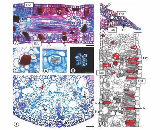 Cross section of Montrichardia spp. leaves: A. leaf blade - M. linifera; B. leaf apex - M. linifera; C. phenolic idioblasts - M. arborescens; D. druse - M. linifera; E. druse under polarized light - M. linifera; F. midrib - M. arborescens; G. leaf blade - M. arborescens. Dr: druse, Pc: phenolic compounds, St: stomata, Eab: abaxial epidermis, Ead: adaxial epidermis. Bars: C. D. and E. = 15 &micro;m, A. B. and G. = 50 &micro;m, F. = 100 &micro;m. 