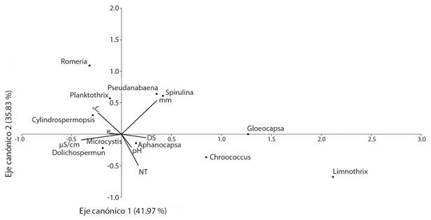 Análisis de Correspondencia Canónica para los factores ambientales analizados y la abundancia de cianobacterias. DS: Disco Secchi; NT: Nitrógeno total; P: Fósforo como ortofosfato; µS/cm: Conductividad eléctrica; mm: Lluvia promedio mensual; °C: Temperatura. / Fig. 4. Canonical Correspondence Analysis for the environmental factors analyzed and the abundance of cyanobacteria. DS: Secchi disk; NT: total nitrogen; P: Phosphorus as orthophosphate; µS/cm: electrical conductivity; mm: Monthly average rainfall; °C: Temperature.
