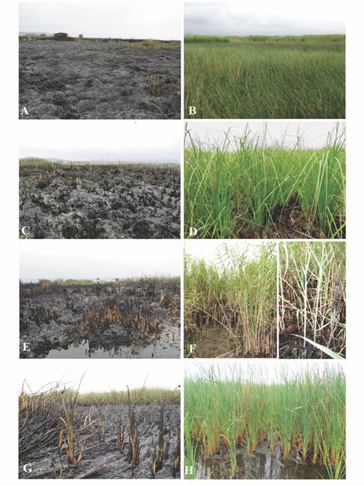 Comunidades vegetales afectadas por un incendio (nov 2014) y luego de un a&ntilde;o de su recuperaci&oacute;n (nov 2015) en los Pantanos de Villa. A-B. Juncal dominado por Schoenoplectus americanus; C-D. Comunidad de Corta-Corta dominado por Cladium jamaicense; E-F. Carrizal dominado por Phragmites australis; G-H. Totoral dominado por Typha dominguensis. / Fig. 2. Plant communities affected by a fire (Nov 2014) and one year after their recovery (Nov 2015) in Pantanos de Villa. A-B. Reed dominated by Schoenoplectus americanus; C-D. Corta-Corta community dominated by Cladium jamaicense; E-F. Reedbed dominated by Phragmites australis; G-H. Totoral dominated by Typha dominguensis.