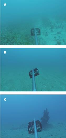 A. Representative images of the ecosystems within the Sediment with phytobenthos B. Sediment C. Sediment in shipwreck area.