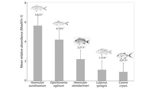 Mean relative abundance of individuals per hour of sampling (MaxN h-1) of the more common species recorded in BRUVS surveys in the Metropolitan Region of Recife in November 2017.