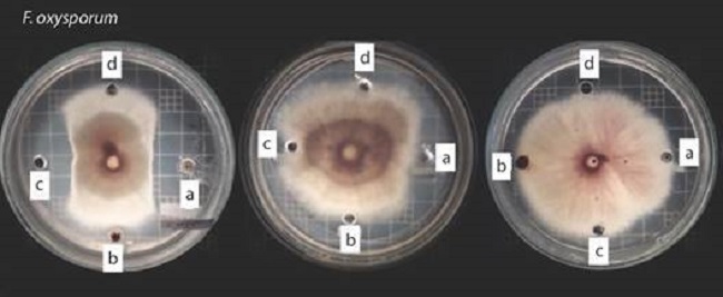 Agar- well diffusion method using F. oxysporum as a test microorganism. Left plate: UFAB25 biosurfactant extracts, center plate: UFAB29. right plate: UFAB19. Well A. contains 50 µL of Bs1, B. 50 µL FBs1, C. 50 µL of Bs2, and D. 50 µl of methanol (control).