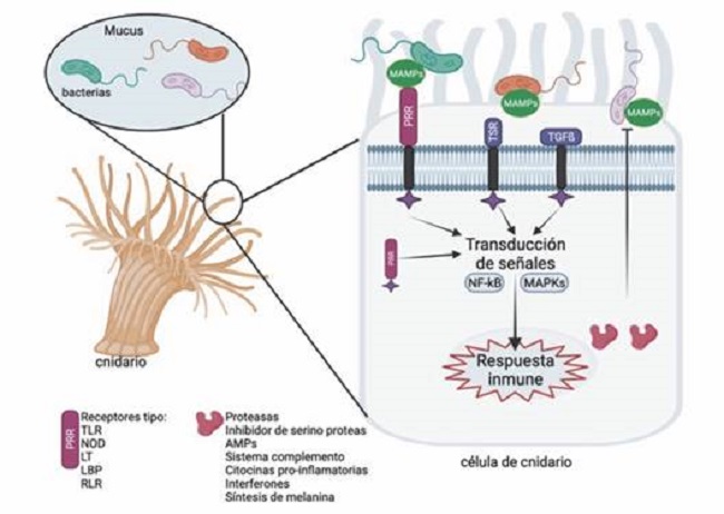 Principales receptores de reconocimiento de patógenos (PRR) y posibles respuestas efectoras de la inmunidad en invertebrados identificados en Cnidaria. Receptores PRR: Receptor de tipo Toll (TLR), Receptor de tipo NOD (NLR), Lectinas (LT), Receptor de tipo RIG-I (RLR) y proteínas de unión a polisacáridos (LBP). Receptores asociados con la regulación del sistema inmune: glucoproteína trombospondina (TSR) y el receptor del factor de crecimiento transformante beta (TGF-b). Respuestas efectoras asociadas con la síntesis de proteasas e inhibidores de Serino proteasas, péptidos antimicrobianos, sistema de complemento, citocinas proinflamatorias, interferones, fagocitosis, opsonización y encapsulación. Esquema creado en BioRender.com / Fig. 1. Main pathogen recognition receptors (PRR) and possible effector responses of immunity in invertebrates identified in Cnidaria. PRR receptors: Toll-like receptor (TLR), NOD-like receptor (NLR), Lectins (LT), RIG-I-like receptor (RLR), and polysaccharide-binding proteins (LBP). Receptors associated with the regulation of the immune system: thrombospondin glycoprotein (TSR) and the receptor for transforming growth factor beta (TGF-b). Effector responses associated with the synthesis of proteases and inhibitors of serine proteases, antimicrobial peptides, the complement system, proinflammatory cytokines, interferons, phagocytosis, opsonization, and encapsulation. Outline created on BioRender.com