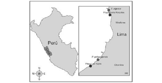 Puntos de recolecta de los organismos evaluados: Playa Punta Roquitas-Miraflores (Semimitylus patagonicus) y playa Los Yuyos-Chorrillos (Pseudonereis gallapagensis). /Fig. 1. Colectin points of the evaluated organisms: Punta Roquita beach- Miraflores (Semimitylus patagonicus) and Los Yuyos beach- Chorrillos (Pseudonereis gallapagensis).