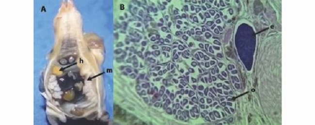 Anadara tuberculosa hermafrodita. A. Corte trasversal a nivel de gónada, B. Microfotografía (100x). h: Gónada femenina, m: Gónada masculina, e. Espermatozoides, o: ovocitos. / Fig. 3.Anadara tuberculosa hermaphrodite. A. Transverse section at the level of the gonad; B. Photomicrography (100x). h: female gonad, m: male gonad, e: Spermatozoids; o: Oocytes.