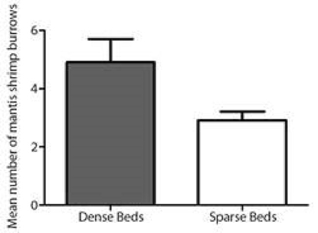 Mean number of mantis shrimp burrows in 10 x 10 m plots (100 m2) with different seagrass densities (Error bars represent standard error).