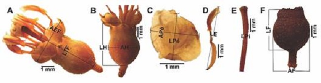 Medidas morfom&eacute;tricas determinadas en cada especie. A. Flor. B. Hipanto. C. P&eacute;talo. D. Estambre. E. Pistilo. F. Fruto. / Fig. 2. Morphometric measurements determined in each species. A. Flower. B. Hypanthia. C. Petal. D. Stamen. E. Pistil. F. Fruit.