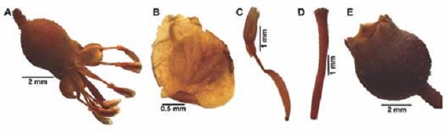 Estructuras reproductivas de M. elaeoides. A. Flor en antesis. B. P&eacute;talo. C. Estambre. D. Pistilo. E. Fruto. / Fig. 5. Reproductive structures of M. elaeoides. A. Flower in anthesis. B. Petal. C. Stamen. D. Pistil. E. Fruit.