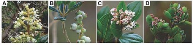 Inflorescencia e infrutescencia de A.-B.M. elaeoides y C.-D.M. ligustrina. / Fig. 6. Inflorescence and infructescence of A.-B.M. elaeoides and C.-D.M. ligustrina.