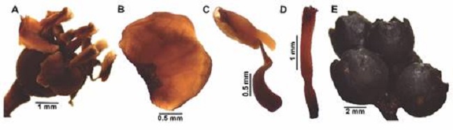 Estructuras reproductivas de M. ligustrina. A. Flor en antesis. B. P&eacute;talo. C. Estambre. D. Pistilo. E. Fruto. / Fig. 7. Reproductive structures of M. ligustrina. A. Flower in anthesis. B. Petal. C. Stamen. D. Pistil. E. Fruit.