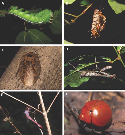 Representantes de algunas familias de insectos del sotobosque. (A) Larva de Saturniidae, (B) Avispa Polistes, Vespidae, (C) Blaberus giganteus, Blaberidae, (D) Mantidae, (E) Orthemis ferruginea, Libellulidae y (F) Erotylidae. / Fig. 10. Representatives of some insect families in the forest understory. (A) Saturniidae larva, (B) Polistes wasp, Vespidae, (C) Blaberus giganteus, Blaberidae, (D) Mantidae, (E) Orthemis ferruginea, Libellulidae y (F) Erotylidae.