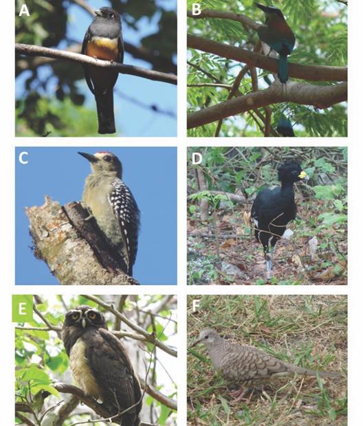 Algunas especies de aves encontradas en el estudio. (A) Trogon caligatus; (B) Eumomota superciliosa; (C) Melanerpes hoffmannii; (D) Crax rubra; (E) Pulsatrix perspicillata; (F) Columbina inca. / Fig. 4. Some species of birds found in the study. (A) Trogon caligatus; (B) Eumomota superciliosa; (C) Melanerpes hoffmannii; (D) Crax rubra; (E) Pulsatrix perspicillata; (F) Columbina inca.