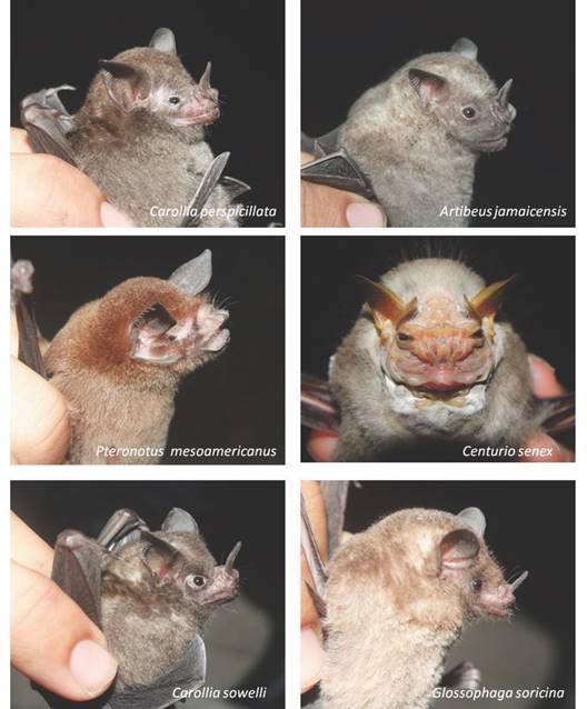Algunas especies de murci&eacute;lagos encontradas en el estudio. / Fig. 5. Some species of bats found in the study.