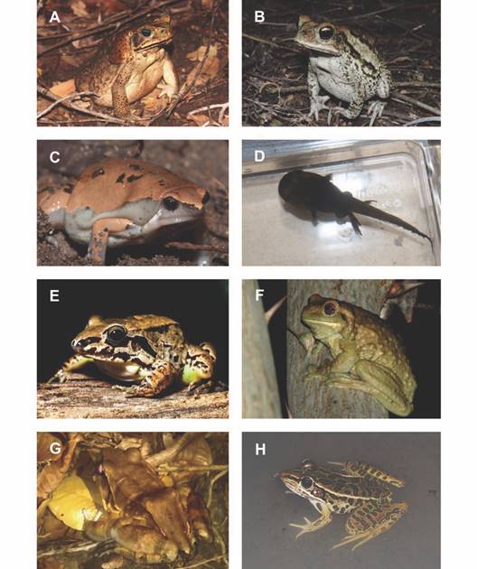 Algunas de las especies de anuros encontradas en los sitios de estudio. (A) Rhinella marina, (B) Incilius luetkenii, (C) Hypopachus variolosus, (D) Rhinophrynus dorsalis, (E) Leptodactylus poecilochilus, (F) Trachycephalus typhonius, (G) Leptodactylus savagei, (H) Lithobates forreri. /Fig. 7. Some of the anuran species found at the study sites. (A) Rhinella marina, (B) Incilius luetkenii, (C) Hypopachus variolosus, (D) Rhinophrynus dorsalis, (E) Leptodactylus poecilochilus, (F) Trachycephalus typhonius, (G) Leptodactylus savagei, (H) Lithobates forreri.
