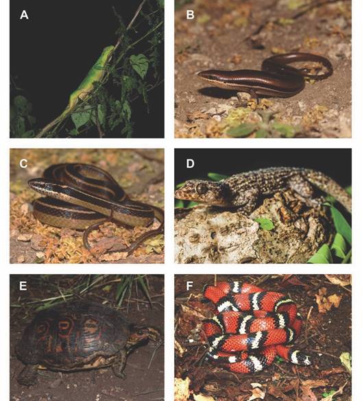 Algunas especies de reptiles registradas en los sitios de estudio. (A) Ctenosaura similis, (B) Marisora unimarginata, (C) Coniophanes piceivittis, (D) Phyllodctylus tuberculosus, (E) Rhinoclemmys pulcherrima, (F) Lampropeltis abnorma. / Fig. 8. Some species of reptiles recorded in the study sites. (A) Ctenosaura similis, (B) Marisora unimarginata, (C) Coniophanes piceivittis, (D) Phyllodctylus tuberculosus, (E) Rhinoclemmys pulcherrima, (F) Lampropeltis abnorma.