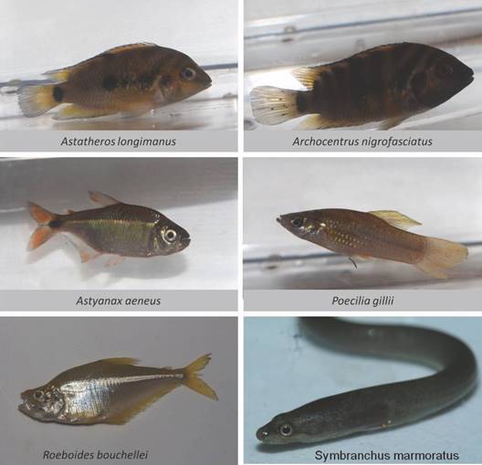 Algunas de las especies de peces encontradas en los sitios de estudio. / Fig. 9. Some of the fish species found at the study sites.