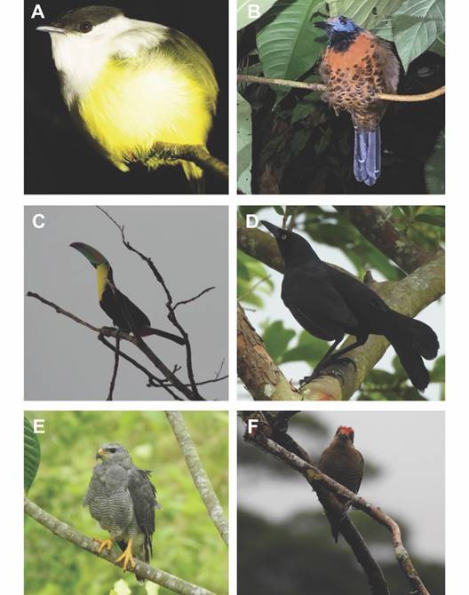 Ejemplos de especies encontradas en los muestreos de aves y el ambiente m&aacute;s frecuente en el que fue registrada. A) Manacus candei (Bosque) B) Phaenostictus mcleannani (Bosque) C) Tuc&aacute;n, Ramphatos sulfuratus (Bosque/Arbolado) D) Quiscalus mexicanus (Abierto/Arbolado) E) Buteo plagiatus (Abierto/Arbolado) F) Melanerpes pucherani (Arbolado/Jardines). / Fig. 11. Examples of species found in bird samples and the most frequent environment in which they were recorded. A) Manacus candei (Forest) B) Phaenostictus mcleannani (Forest) C) Toucan, Ramphatos sulfuratus (Forest/Woodland) D) Quiscalus mexicanus (Open/Woodland) E) Buteo plagiatus (Open/Woodland) F) Melanerpes pucherani (Woodland/ Gardens).
