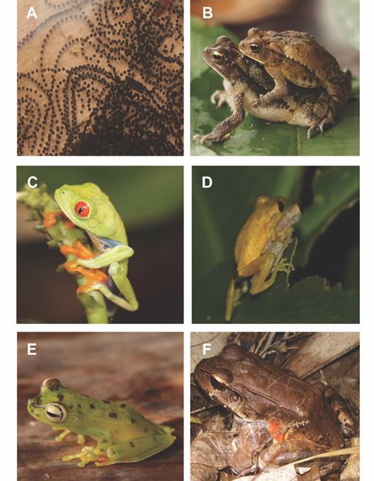 Ejemplos de especies encontradas en los muestreos de anfibios. A) Tiras de huevos de Incilius valliceps. B) I. valliceps en amplexo reproductivo. C) Rana arbor&iacute;cola o calzonuda Agalychnis callidryas. D) Rana arbor&iacute;cola Scinax elaeochroa en amplexo. E) Rana arbor&iacute;cola de pantano Hypsiboas rufitelus. E) Rana ternera o come pollos Leptodactylus savagei. / Fig. 12. Examples of species found in amphibian samples. A) Strips of Incilius valliceps eggs. B) I. valliceps in reproductive amplexus. C) Red-eye tree frog Agalychnis callidryas. D) Olive snouted treefrog Scinax elaeochroa in amplexus. E) Canal Zone treefrog Hypsiboas rufitelus. E) Savage&rsquo;s thin-toed frog Leptodactylus savagei.