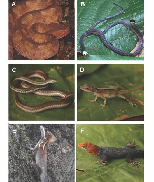 Ejemplos de especies encontradas en los muestreos de reptiles. A) V&iacute;bora tamag&aacute; Porthidium nasutum. B) Culebrilla cabeciblanca Enuliophis sclateri. C) Lora Leptophis nebulosus. D) Gallego Anolis limifrons. E) Basilisco Basiliscus vittatus. E) Gecko Gonatodes albogularis. / Fig. 13. Examples of species found in reptile samples. A) Hognosed pit viper Porthidium nasutum. B) Colombian longtail snake Enuliophis sclateri. C) Oliver&rsquo;s parrot snake Leptophis nebulosus. D) Slender or border anole Anolis limifrons. E) Brown basilisk Basiliscus vittatus. E) Yellow-headed gecko Gonatodes albogularis.