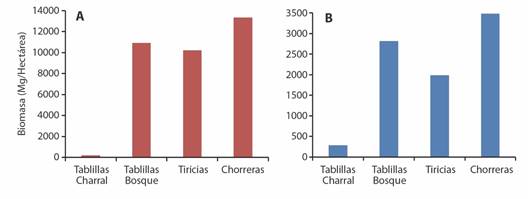 Biomasa estimada de &aacute;rboles por hect&aacute;rea. A) Biomasa de &aacute;rboles dominantes del dosel (DAP>40cm). B) Biomasa de le&ntilde;osas no dominantes (DAP < 40 cm). / Fig. 6. Estimated biomass of trees per hectare A) Biomass of dominant trees in the canopy (DBH>40cm). B) Non-dominant woody biomass (DBH < 40 cm).