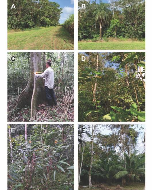Cobertura de vegetaci&oacute;n en los fragmentos boscosos aleda&ntilde;os a Las Tablillas. Nombres de fragmentos como en Tabla 1. A y B) Sitio 2. C y D) Sitio 3. D y F) Sitio 4. / Fig. 8. Vegetation cover in the forest fragments close to Las Tablillas. Fragment names as in Table 1. A and B) Site 2. C and D) Site 3. D and F) Site 4.