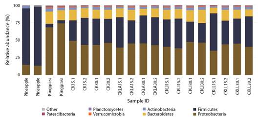 Relative abundance of microbiota by phylum found in initial samples of pineapple and king grass and in inoculated and control silage treatments incubated for 15 and 30 days. CK: non-inoculated king-grass: pineapple peel (90:10) silage, CKLA: king grass: pineapple peel silage inoculated with L. paracasei_6714, CKLi: king grass: pineapple peel silage inoculated with L. monocytogenes (CKLi), CKLL: king-grass: pineapple peel silage inoculated with a mixture of L. paracasei_6714 and L. monocytogenes (1:1).