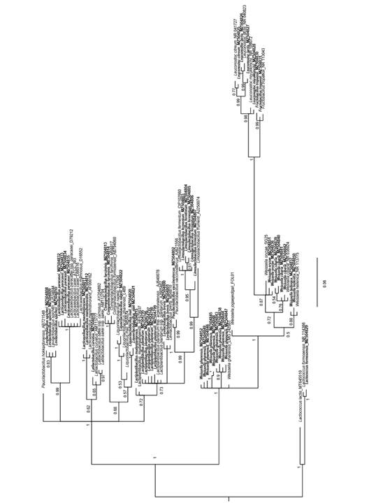 Phylogeny analysis using MrBayes for lactic acid bacteria (LAB) species found in this research (marked in bold) and compared with reference species available in databases.