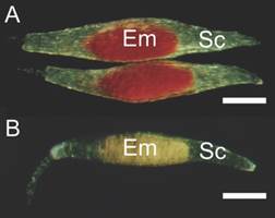 Cattleya crispa seeds submitted to the tetrazolium viability test. A. Viable embryo has red color. B. Unviable embryo, non-colored. Em embryo; Sc seed coat. Bar: 200 &micro;m.