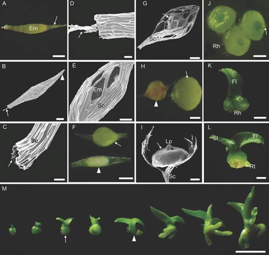 Seed, germination, and post-seminal development in vitro of Cattleya crispa. A.-D. 0 DAS: General aspect of external seed morphology. A. Slightly pigmented seed coat (arrow) with the embryo inside. B. Arrow suspensor projected through the micropylar end; arrowhead: closed chalaza extremity. C.-D. Close view of the micropylar end. C. Arrow: opening in the seed coat. D. Arrow: suspensor. E.-F. 7 DAS. E. Seed germination. Ruptured seed coat. F. Arrowhead: unviable seed (Stage 0); arrow: swollen and germinated embryo (Stage 1). G. 15 DAS: Continuous growth of the chlorophyll structure. H. 30 DAS: arrowhead: protocorm with signs of oxidation; arrow: globular-shaped protocorm (Stage 2). I.-J. 60 DAS: I. Exposed protocorm (arrow), with broken seed coat. J. Protocorms with leaf primordia (arrow) and rhizoids (Stage 3). K. 80 DAS: Protocorm with the first leaf emerged (Stage 4). L. 110 DAS: Seedling with two leaves and the presence of root (Stage 6). M. Gathering of the development process, from the protocorm with leaf primordia until complete seedling stage. Arrow: protocorm with two spreading leaves and absence of root (Stage 5). Arrowhead: marks the end of the protocorm stage (Stage 6) with complete seedlings forward. Em embryo; Rh rhizoids; Fl first leaf; Sl second leaf; Rt root; Sc seed coat; Lp leaf primordia. Bar: 50 &micro;m (C., D., E.); 100 &micro;m (A., B., F., G., H., I.); 500 &micro;m (J.); 1 mm (K.-M.).