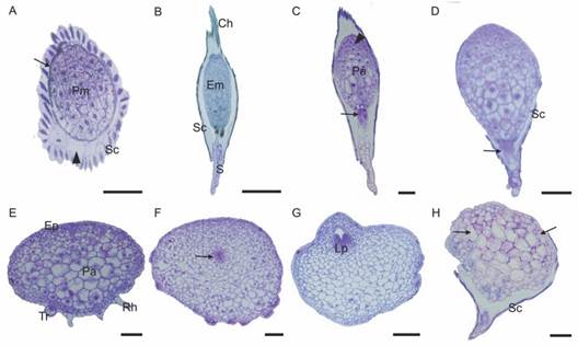 Histological aspects of Cattleya crispa during germination and post-seminal development in vitro. A. 0 DAS: Cross-section. Embryo composed of protoderm (arrow) and promeristem. Seed coat encloses the air space indicated by the arrowhead. B. 0 DAS: Longitudinal section. The suspensor is projected through the open micropylar end. C. 7 DAS: Germination. The shoot apex cells in divisions (arrowhead) and the hypophysis cells (arrow). D. 15 DAS: Lateral expansion of the protocorm. Degradation of the suspensor and the basal region cells (arrow). E. 30 DAS: Protocorm with large lateral expansion. Parenchyma with large vacuoles. Trichomes and rhizoids in the basal region. F.-H. 60 DAS. F. Differentiation of the shoot apex cells (arrow). G. Visible leaf primordia. H. Brown protocorm showing cell death. Arrows indicate altered cells. Pm promeristem; Sc seed coat; Em embryo; S suspensor; Ch chalaza; Pa parenchyma; Ep epidermis; Rh rhizoids; Tr trichome; Lp leaf primordia. Bar: 50 &micro;m (A); 200 &micro;m (B); 100 &micro;m (C-H).