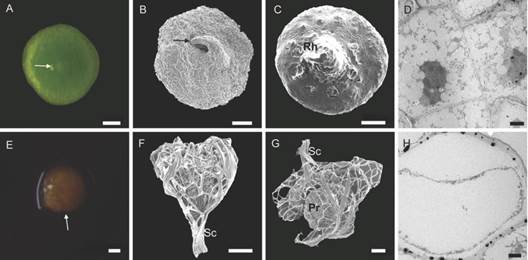 Protocorms of Cattleya crispa collected at 60 DAS. A.-D. Green and alive protocorms without the seed coat. A.-B. Vegetative apex with the leaf primordium in formation (arrows). C. rhizoid formation. D. TEM image shows intact parenchyma. E.-H. Dying protocorms. E. Protocorm with brown color (arrow). F.-G. protocorm with the seed coat attached. H. TEM image shows cell death. Rh rhizoids; Sc seed coat; Pr protocorm. Bar: 2 &micro;m (D., H.). 100 &micro;m (A., B., C., E., F., G.). 200 &micro;m (A.). 500 &micro;m (E.).