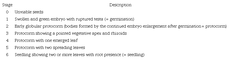 Stages initial development in vitro of Cattleya crispa seeds adapted from Arditti (1967)