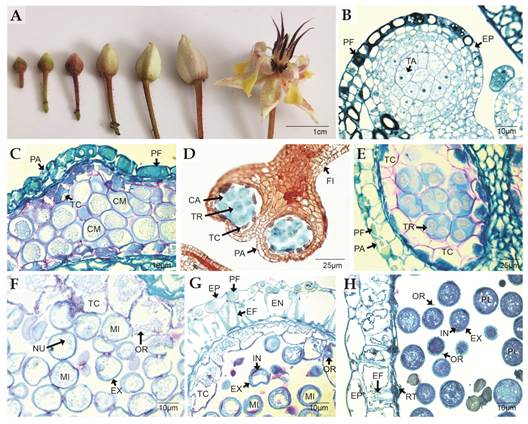 Microsporog&eacute;nesis de Theobroma cacao. A. Estadios del desarrollo floral. B. Regi&oacute;n apical del filamento estaminal. Se aprecia el tejido arquesp&oacute;rico que formar&aacute; a las c&eacute;lulas madre de las microsporas (TBO). C. Anteras diferenciadas. Se detallan las c&eacute;lulas madre de las microsporas (TBO). D. T&eacute;trades tetra&eacute;dricas de microsporas. Se aprecia el tapete celular y calosa alrededor de las microsporas y de las t&eacute;trades (Lacmoid) E. Detalles de las t&eacute;trades tetra&eacute;dricas de microsporas, pared de la antera y tapete secretor (TBO). F-G. Microsporas en maduraci&oacute;n (TBO). En F. se aprecia la exina y el tapete secretor con abundantes orb&iacute;culas. En G. se distinguen la exina, la intina, el tapete secretor y en la pared de la antera la epidermis y el endotecio. H. Antera y granos de polen maduros. Se aprecian restos o remanentes del tapete. CA: calosa; CM: c&eacute;lulas madre de las microsporas; EF: engrosamientos fibrilares; EN: endotecio; EP: epidermis; EX: exina; FI: filamento estaminal; IN: intina; MI: microsporas; NU: n&uacute;cleo de la microspora; OR: orb&iacute;culas; PA: pared de la antera; PF: polifenoles; Pl: polen; RT: restos de las c&eacute;lulas del tapete; TA: tejido arquesp&oacute;rico; TC: tapete secretor; TR: t&eacute;trades pol&iacute;nicas tetra&eacute;dricas. / Fig. 1.Theobroma cacao microsporogenesis. A. Stages of floral development. B. Apical region of staminal filament. The archesporic tissue that will form the mother cells of the microspores can be seen (TBO). C. Differentiated anthers. Microspore mother cells (TBO) are detailed. D. Tetrahedral tetrads of microspores. The secretory tapetum and callose around the microspores in the tetrads (Lacmoid) are appreciated. E. Details of the microspore tetrahedral tetrads, anther wall, and secretory tapetum (TBO). F-G. Mature microspores (TBO). In F., the exine and the secretory tapetum with abundant orbicules can be seen. In G. the exine, the intine, the secretory tapetum, the epidermis and the endothecium are distinguished. H. Anther and mature pollen grains. Remnants of the cell tapetum can be seen. CA: callose; CM: Microspore mother cells; EF: fibrillar thickenings; EN: endotecium; EP: epidermis; EX: exine; FI: staminal filament; IN: intine; MI: microspores; NU: microspore nucleus; OR: orbicules; PA: anther wall; PF: polyphenols; Pl: pollen; RT: remmants of the tapetal cells; TA: archesporic tissue; TC: secretory tapetum; TR: tetrahedral pollen tetrads.