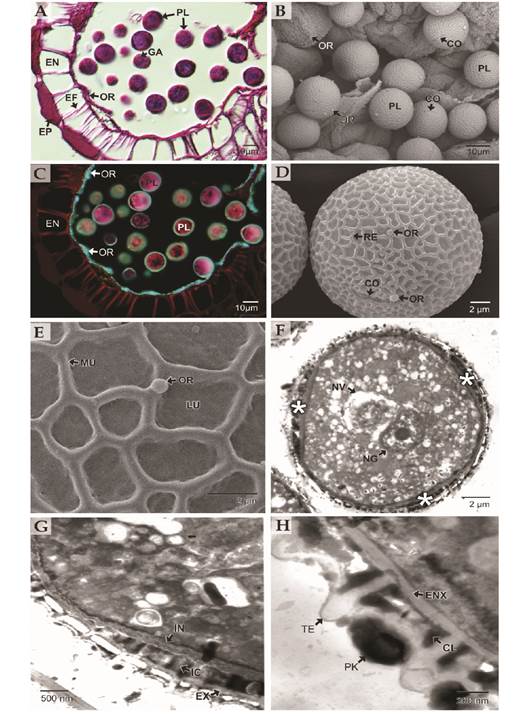Detalles morfol&oacute;gicos y ultraestructura de los granos de polen de Theobroma cacao. A. Secci&oacute;n trasversal de las anteras. Se aprecian las orb&iacute;culas cubriendo la cavidad de los l&oacute;culos microsporangiales y abundantes gr&aacute;nulos de almid&oacute;n en el citoplasma del polen (PAS-Amidoblack). B. Granos de polen y orb&iacute;culas en las anteras (MEB). C. Secci&oacute;n trasversal de las anteras. Se aprecian las orb&iacute;culas cubriendo la cavidad de los l&oacute;culos microsporangiales (Filtro DAPI-FITC-Texas, PAS-Amidoblack). D-E.Granos de polen observados con MEB. En D, vista subecuatorial. Se aprecian los colpos y las orb&iacute;culas. En E, detalle del ret&iacute;culo con sus muros y l&uacute;menes, se detallan las orb&iacute;culas. F-H. Detalles ultraestructurales de los granos de polen con TEM. En F., se aprecian las zonas de las aberturas (asteriscos) y los n&uacute;cleos generativo y vegetativo. En G., se detalla la estructura de la esporodermis en la zona interabertural, se observa la presencia de abundante polenkit. En H. se detalla la zona de las aberturas con una intina gruesa compacta y otra intina columelada. Cl: columelas; CO: colpos; EF: engrosamientos fibrilares; EN: endotecio; ENX: endexina; EP: epidermis; EX: exina; GA: gr&aacute;nulos de almid&oacute;n; IC: intina columelada; IN: intina; LU: lumen: MU: muros; NG: n&uacute;cleo generativo; NV: n&uacute;cleo vegetativo; OR: orb&iacute;culas; PF: polifenoles; PK: polenkit; Pl: polen; RE: ret&iacute;culo; TE: tectum. / Fig. 2. Morphological details and ultrastructure of Theobroma cacao pollen grains. A. Anthers cross section. Orbicules covering the microsporangial locules cavities and abundant starch granules in the pollen cytoplasm can be seen (PAS-Amidoblack). B. Pollen grains and orbicules in anthers (SEM). C. Anthers cross section. Orbicules covering the cavity of the microsporangial locules are seen (DAPI-FITC-Texas Filter, PAS-Amidoblack). D-E. Pollen grains under SEM. In D., subequatorial view. Colpus and orbicules are appreciated. In E., detail of the reticulum with its muri and lumens, the orbicules are notable. F-H. Ultrastructural details of pollen grains under TEM. In F., the areas of the apertures (asterisks) and the generative and vegetative nuclei can be seen. In G., the structure of the sporodermis and the pollen grains in the interapertural zone are detailed, the presence of abundant pollenkitt is observable. In H. the apertural area is detailed, a thick compact intine and a second columellate intine are observed. Cl: columella; CO: colpus; EF: fibrillar thickenings; EN: endothecium; ENX: endexine; EP: epidermis; EX: exine; GA: starch granules; IC: columellate intine; IN: intine; LU: lumen: MU: muri; NG: generative nucleus; NV: vegetative nucleus; OR: orbicules; PF: polyphenols; PK: pollenkitt; Pl: pollen; RE: reticulum; TE: tectum.